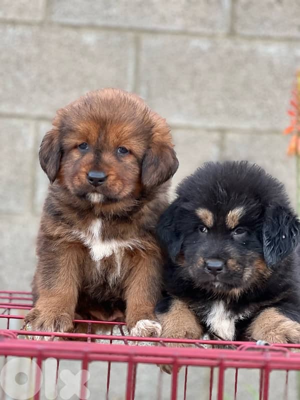 Tibetan mastif 3