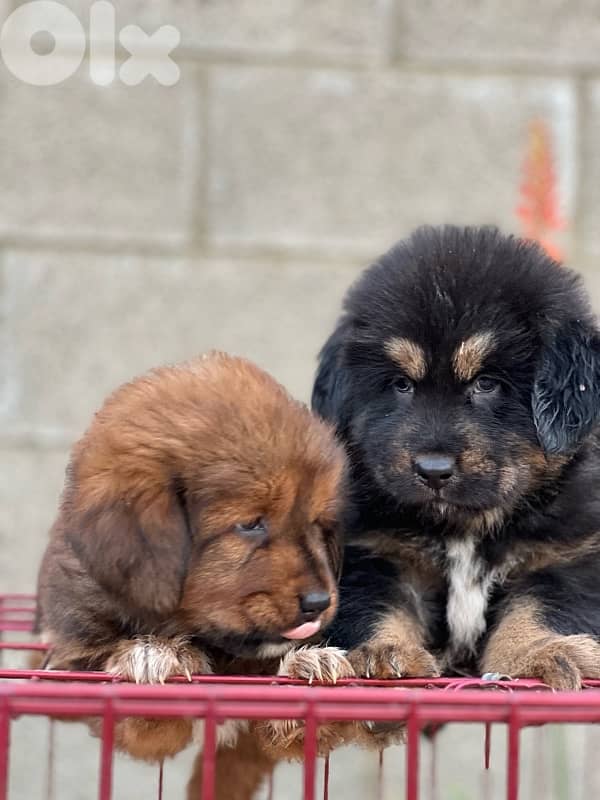 Tibetan mastif 4