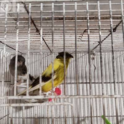 كنرات كلا حبات ذهب