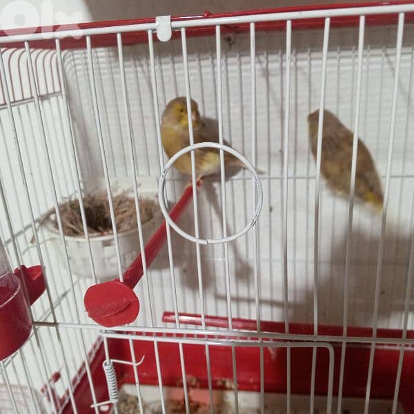 كنرات كلا حبات ذهب 1