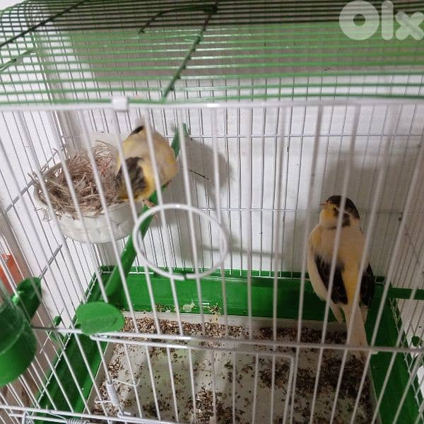 كنرات كلا حبات ذهب 2