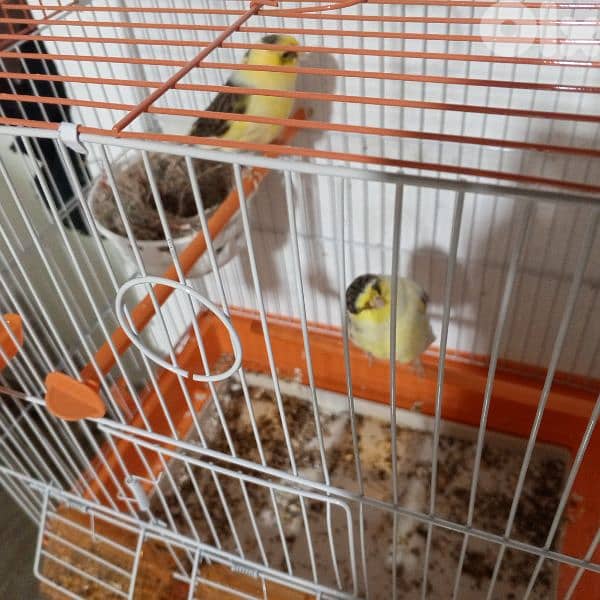 كنرات كلا حبات ذهب 3