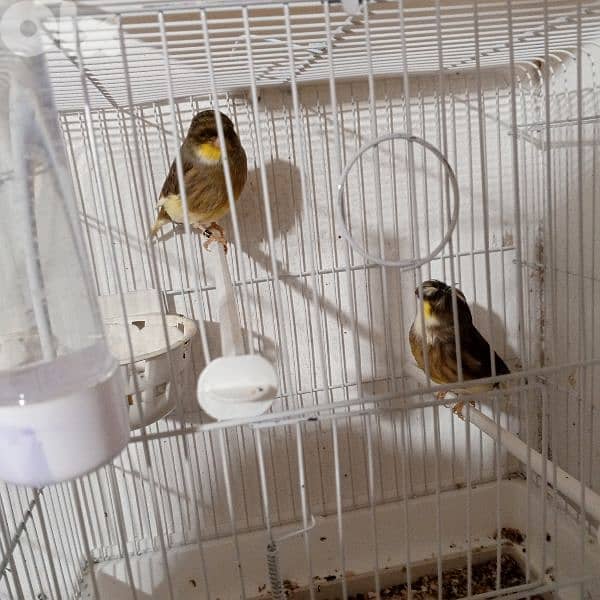 كنرات كلا حبات ذهب 4