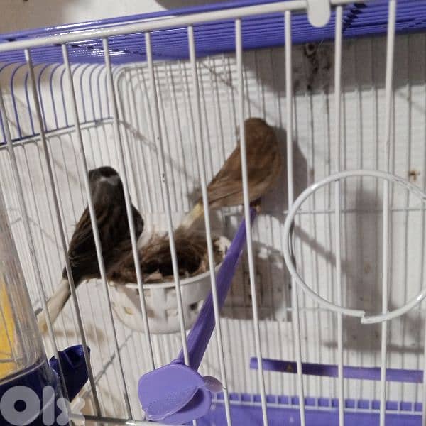 كنرات كلا حبات ذهب 5