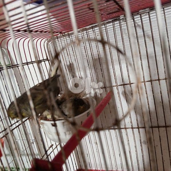 كنرات كلا حبات ذهب 6