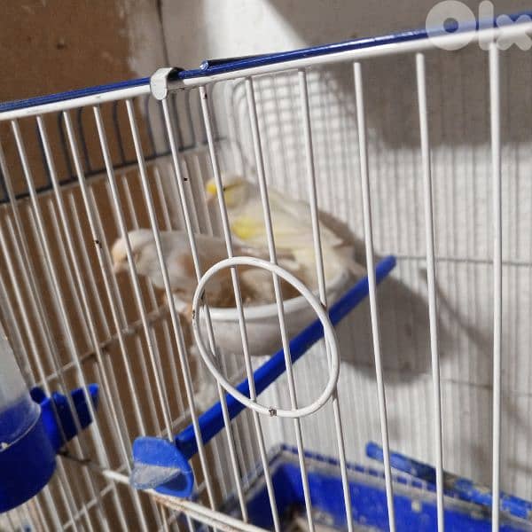 كنرات كلا حبات ذهب 8