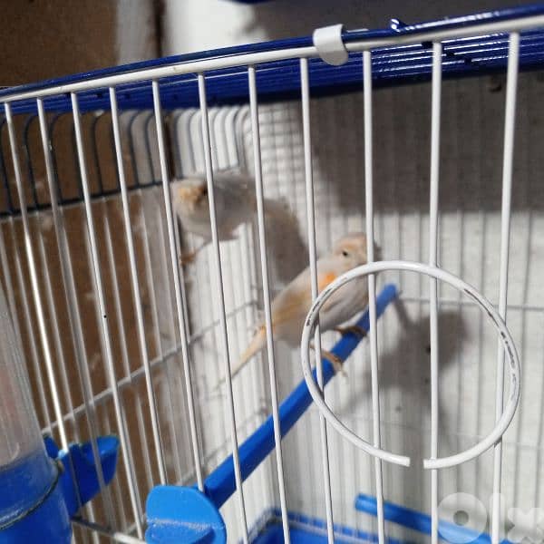 كنرات كلا حبات ذهب 9