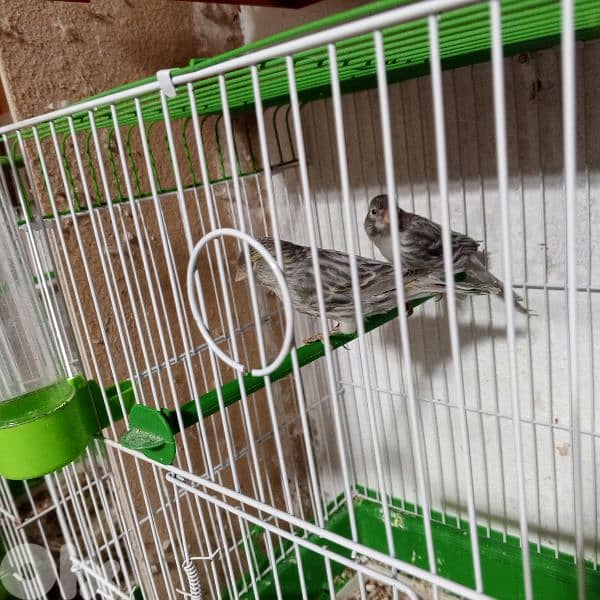 كنرات كلا حبات ذهب 11