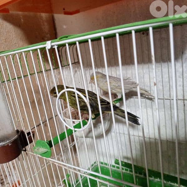 كنرات كلا حبات ذهب 12