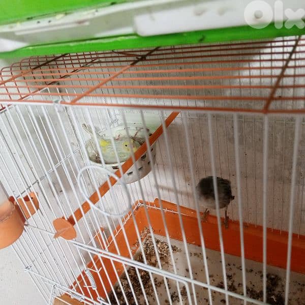 كنرات كلا حبات ذهب 13