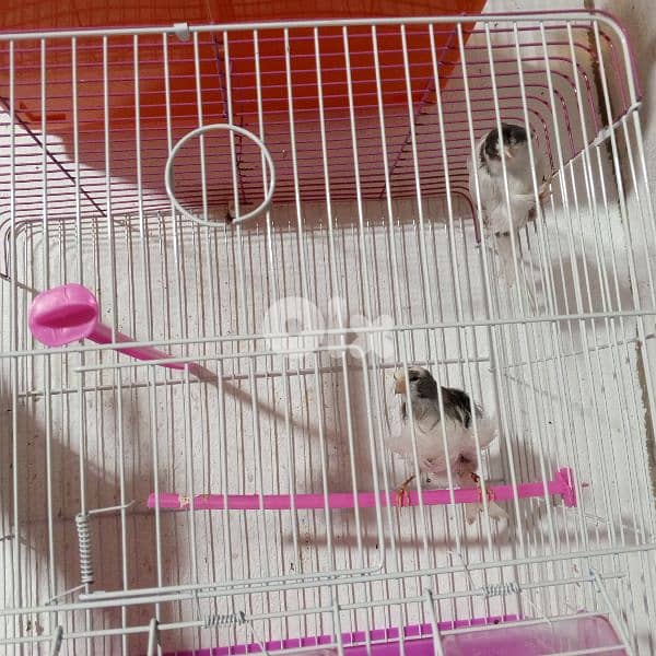 كنرات كلا حبات ذهب 14