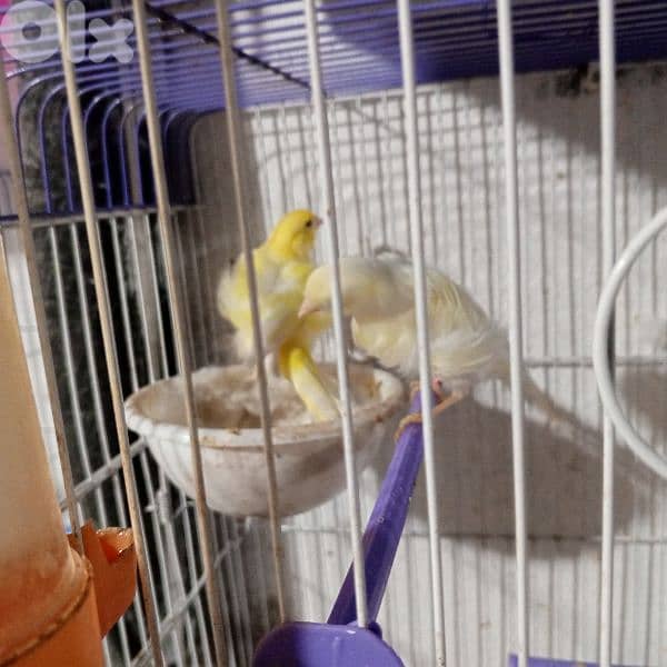 كنرات كلا حبات ذهب 15