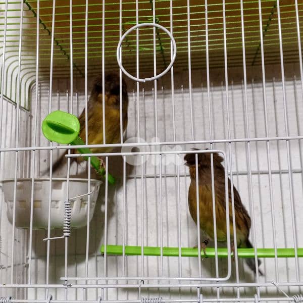 كنرات كلا حبات ذهب 16