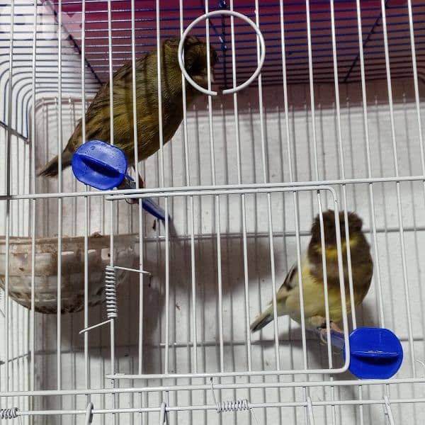 كنرات كلا حبات ذهب 17