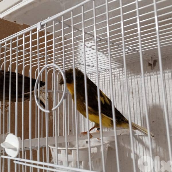 كنرات كلا حبات ذهب 18