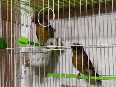 كنرات شغل بيت