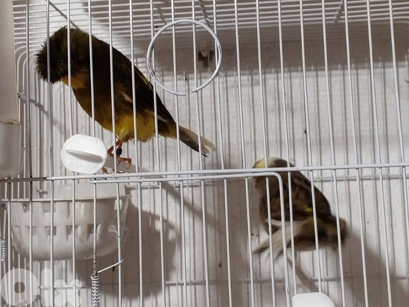 كنرات شغل بيت 1