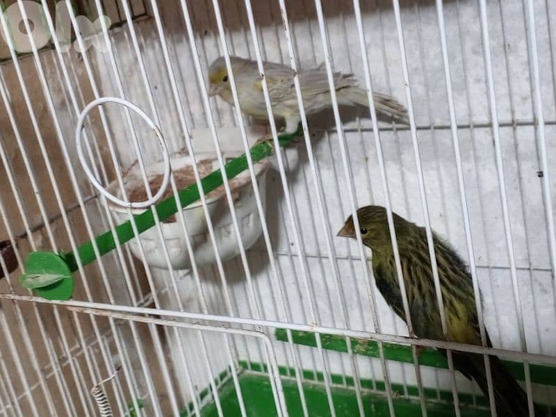 كنرات شغل بيت 2