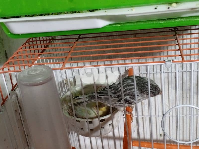 كنرات شغل بيت 3