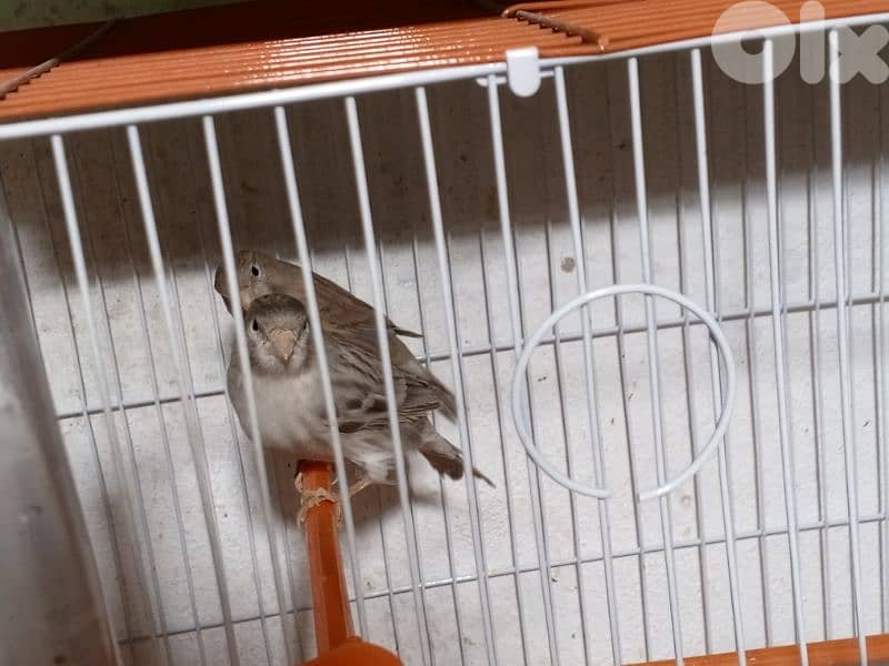 كنرات شغل بيت 4