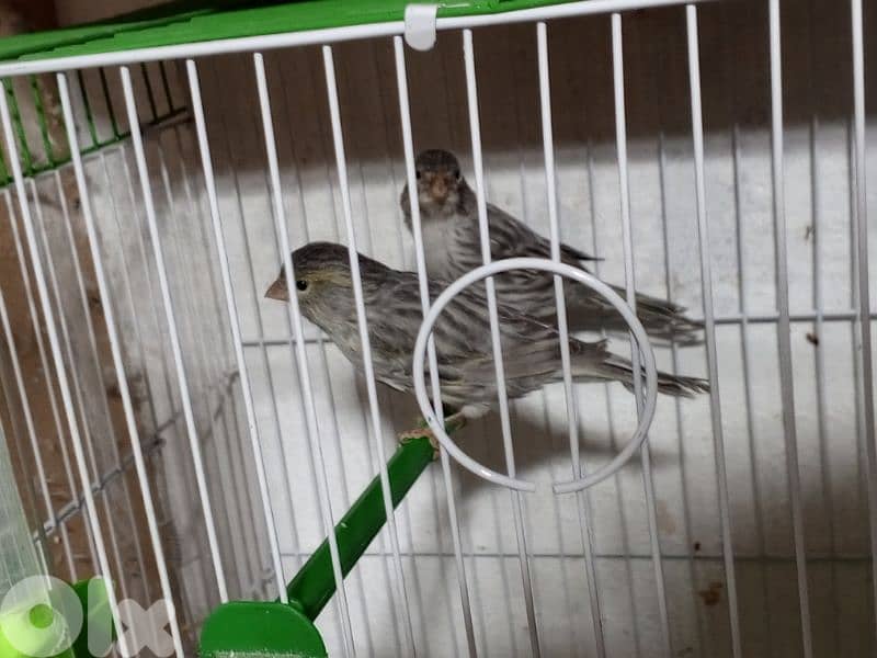 كنرات شغل بيت 5