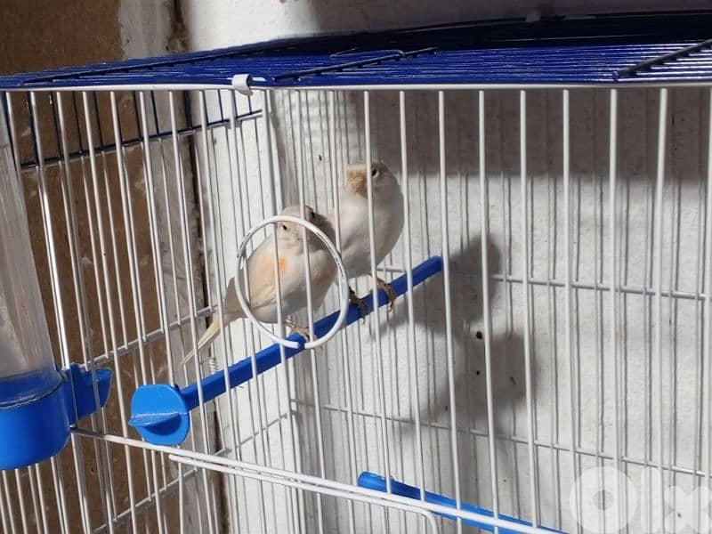 كنرات شغل بيت 6