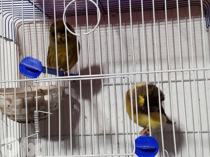 كنرات شغل بيت 8