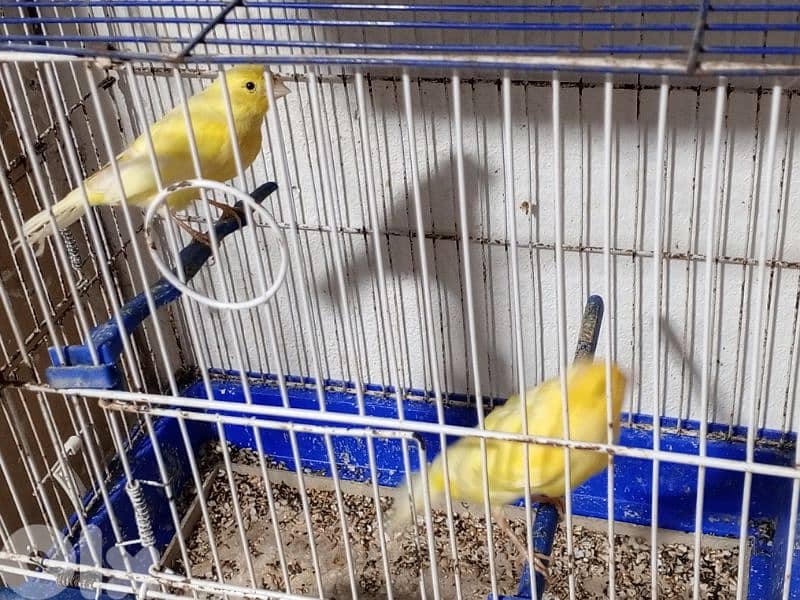 كنرات شغل بيت 9