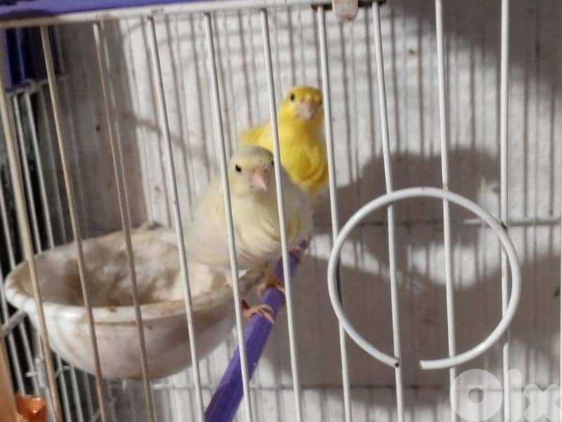 كنرات شغل بيت 10