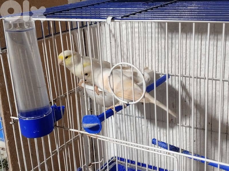 كنرات شغل بيت 12