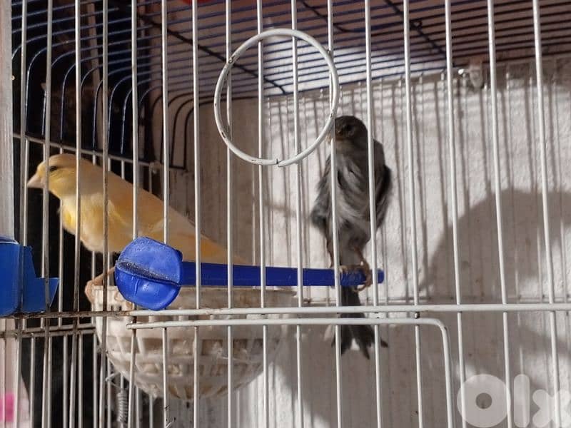 كنرات شغل بيت 13