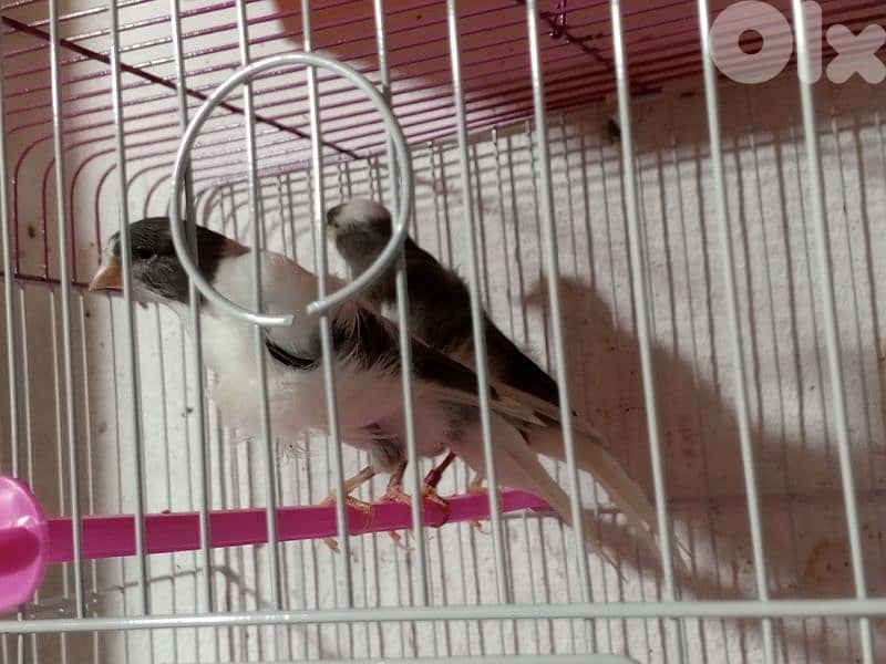 كنرات شغل بيت 14