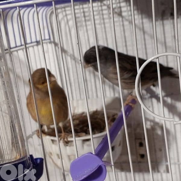 كنرات شغل بيت 15