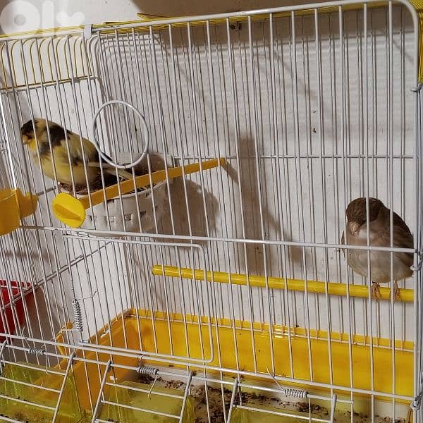 كنرات شغل بيت 16