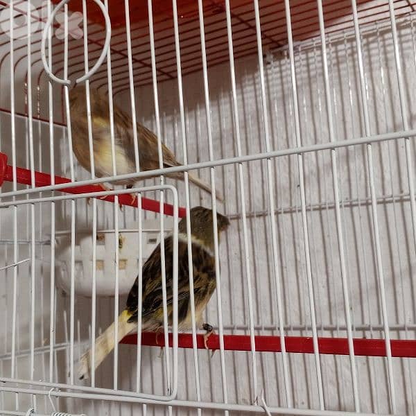 كنرات شغل بيت 17