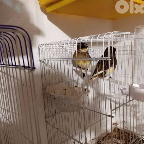 كنرات شغل بيت 19