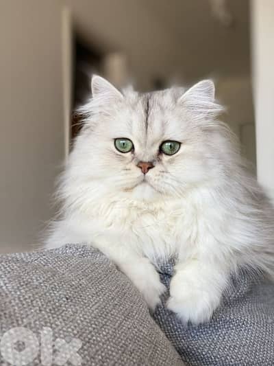 أبحث عن ذكر بريتش أبيض بشعر طويل أو قصير للتزاوج