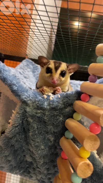 sugar glider