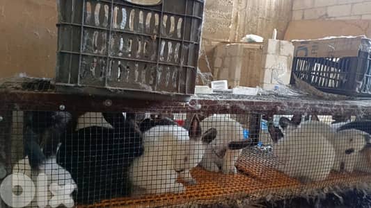 اناتا ودكارا عمر شهرين،