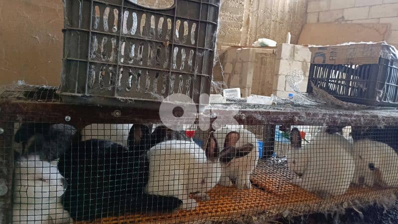 اناتا ودكارا عمر شهرين، 1