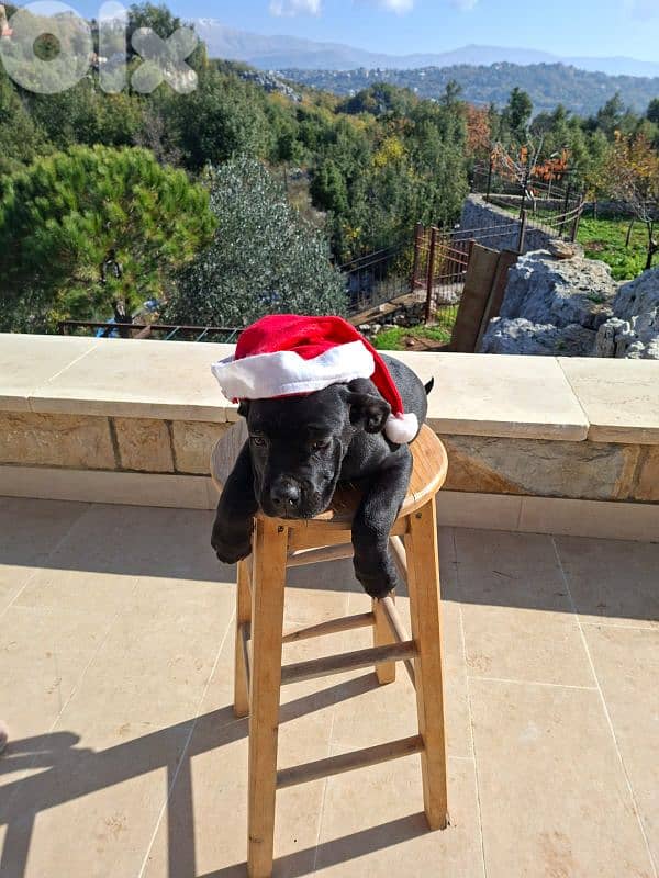 italian cane corso puppy's 2