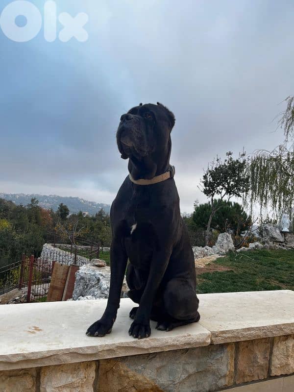 italian cane corso puppy's 3