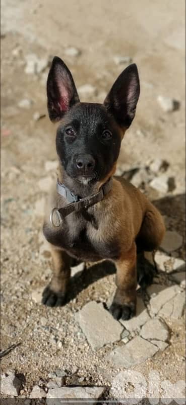 Malinois female
