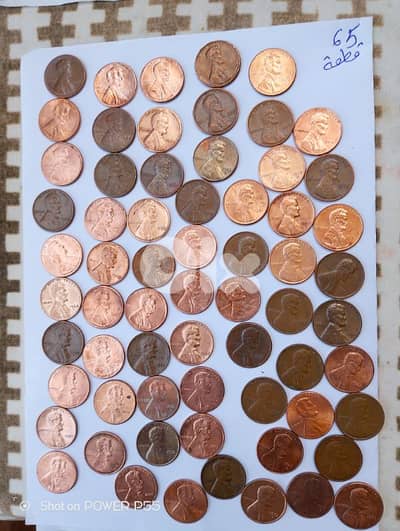 جل الديب المتن