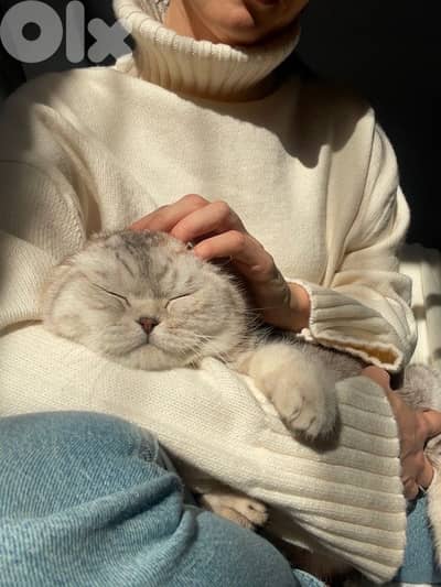 scottish female murbel 70485808