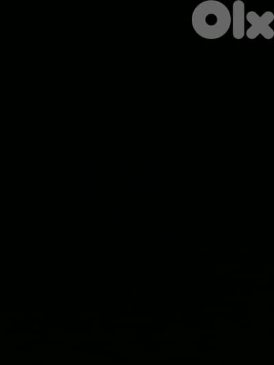 قطه سكوتش فولد للتبني  ذكر