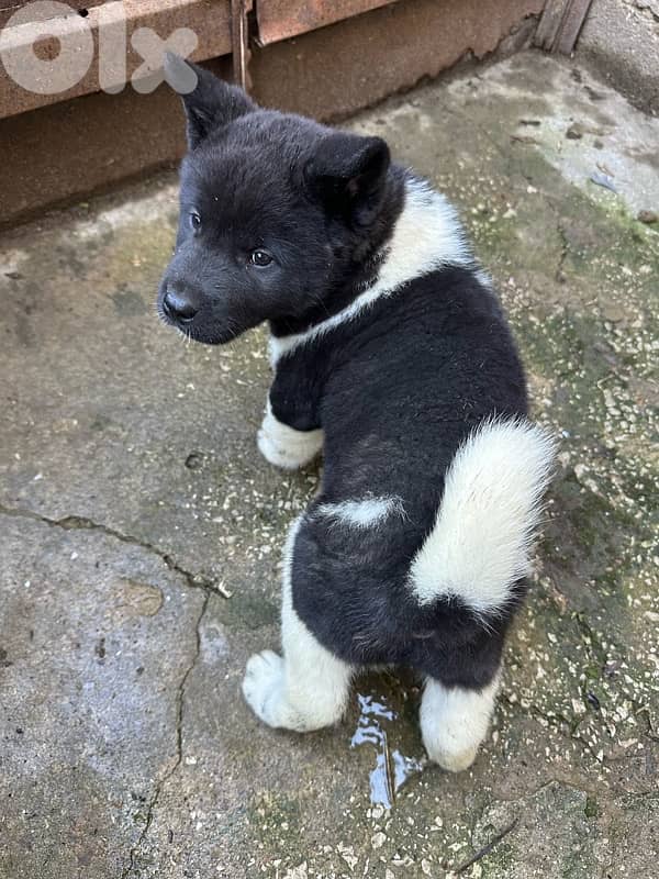 american akita puppies 2