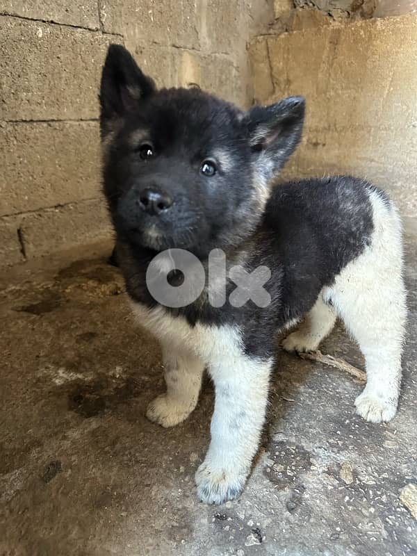 american akita puppies 3
