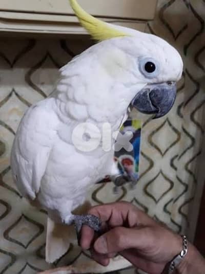 م ط ل و ب كوكاتو سيلفر كريست