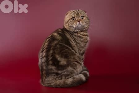 scottish gold and chanchilla  70485808